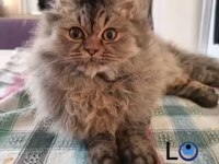 CHİNCHİLLA OĞLUMUZA EŞ