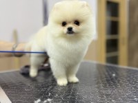 Safkan Garantili Pomeranian Yavrular