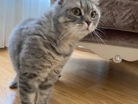 Scottish Fold kedim