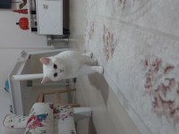 Karbeyaz kedimiz mia size mutluluk getirsin