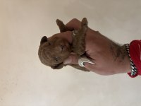 Mini boy toy poodle bebeklerim