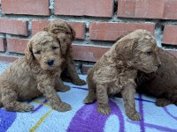 Muhteşem Güzellikte Safkan Toy Poodle Yavrular