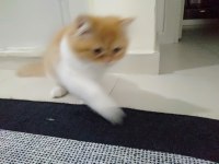 Yavru iran kedisi 3 aylık