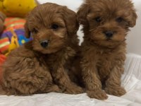 A KALİTE MALTİPOO YAVRULARIMIZ