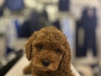 En güzel toy Poodle