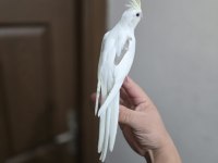Mutasyon sultan papağanlar