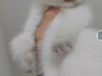 British shorthair yavrumuz