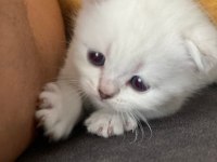4 Yavru Kedimiz Saf Scottish Fold