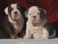 ÇİKOLATA İNGİLİZ BULLDOG YAVRULAR
