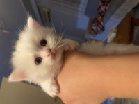 British longhair british shorthair