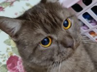 BRİTİSH 7 AYLIK KISIR ERKEK