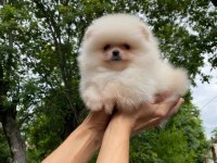Pomeranian Boo Teddy