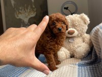 RED BROWN POODLE YAVRULAR