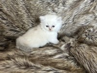 Mükemmel british longhair bebekler