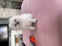 Çok sevimli minnoş british longhair yavrunuz