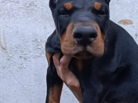 A şecere üst düzey doberman