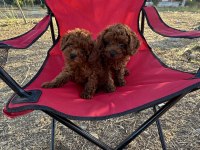 OYUNCAK AYICIK RED BROWN TOY POODLE BEBEKLER
