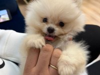 POMERANİAN BOO KÖPEĞİ