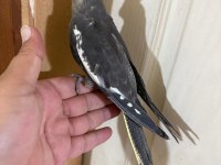 EVLERE MASKOT 56 GÜNLÜK KUSURSUZ GREY BEBEK SULTAN