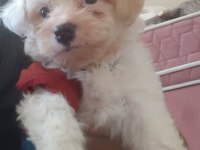 Baldan tatlı terrier yavrumuz