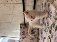 Erkek British Shorthair Çok Tatlı Yavru