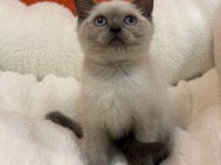 British blue point ve british blue yavrular