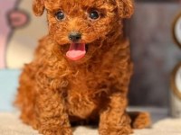 Muhteşem güzellikte kore ve toy poodle yavrularımız