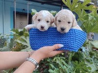DIŞI ERKEK SAFKAN MALTIPOO YAVRULARIMIZ