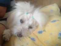 GÜZELLER GÜZELİ MALTESE LİLAMİ SAHİPLENDİRİYORUM