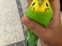 Jumbo çift konuşan muhabbet kuşu