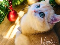 British Golden Shorthair Ny12 Kızım