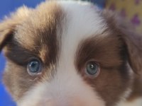 Orjinal border collie yavrularımız
