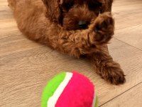 Dişi toy poodle sahiplendirme (ücretli)