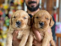 BEBEK YÜZLÜ GOLDEN RETRİEVER A KALİTE IRK