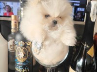 POMERANİAN BOO AYI SURAT