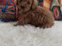 Toy poodle yavrularımız