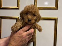 Harika Şeker Poodle Çocuklar