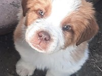 Sarkan St Bernard Yavrular