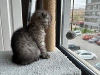 2 aylık dişi scottish fold
