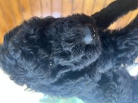 Standart Poodle