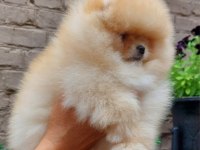 Kim Pomeranian Teddy Bear İstemez Ki