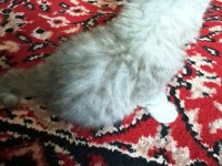 British longhair erkek