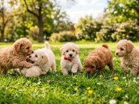 Kore yetişkin ve toy poodle bebekler