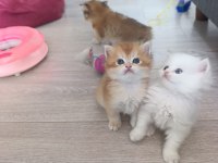 SCRLİ GOLDEN BRİTİSH YAVRULAR MUKEMMEL KALİTE