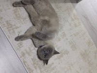 British shorthair blue point kedi sahiplendirilecektir