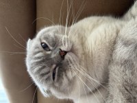 Scottish fold yakışıklıya sıcak yuva aranıyor