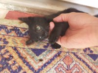 3 AYLIK DİŞİ SAĞLIKLI BOMBAY KEDİSİ KADRİYE