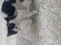 KEDİMİZİN ÇOK ACİL EVE İHTİYACI VAR