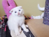 Pofuduk scottish fold white