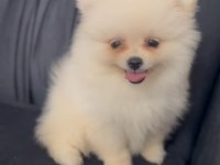 Yavru Pomeranian
